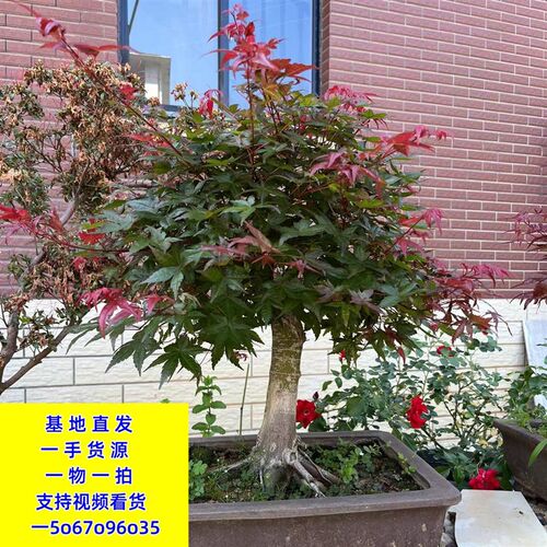红花继木罗汉松i黑松赤楠紫薇杜鹃栀子花金玉满堂构骨雀梅景观绿
