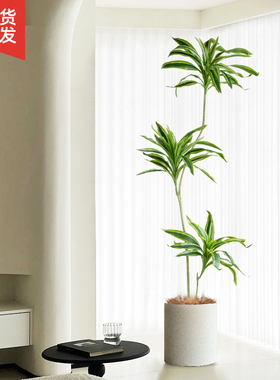 大型侘寂风客厅仿真绿色植s物盆栽美人铁树假植物室内玄关落地装