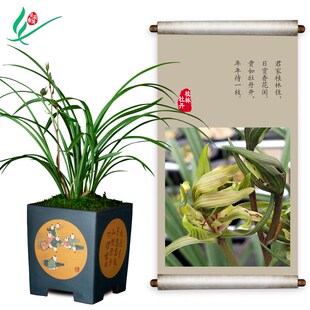 细大叶桂林牡丹兰花浓香花卉盆景盆栽土绿M植兰带草植物花苞名贵