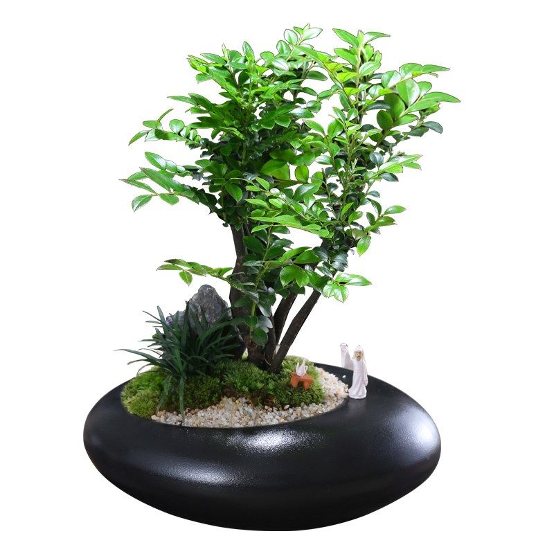 小叶紫檀老桩群生盆栽室内桌H面好养微景观造型盆景,鲜花速递/花卉仿真/绿植园艺,造型盆景,淘宝优惠券,粉丝福利购,淘宝优惠卷