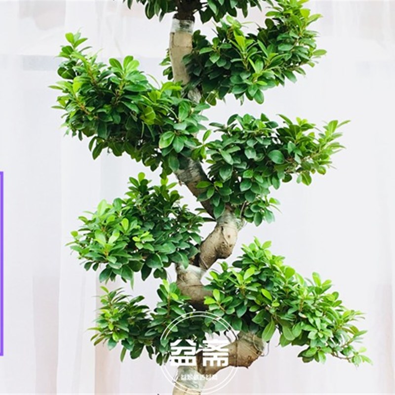 金钱榕盆景大型i绿植盆栽造型S型小叶榕树室内客厅净化空气风水树
