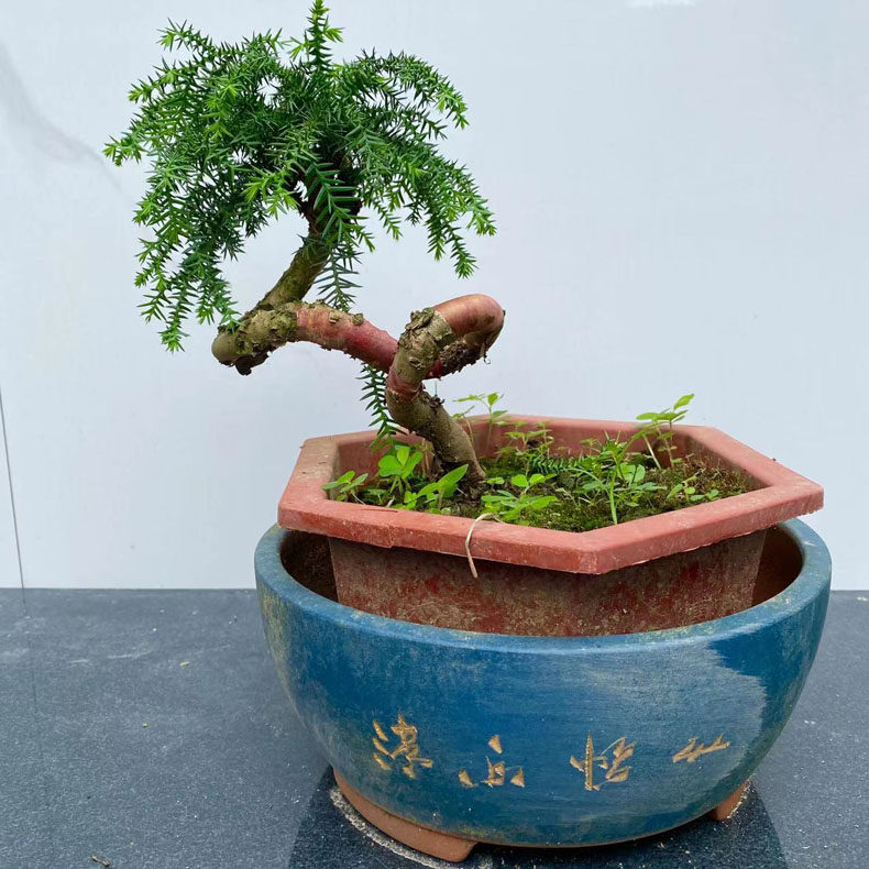 澳洲杉盆栽不老松盆景室内客厅桌面绿植四季常青净V化空气好养植,鲜花速递/花卉仿真/绿植园艺,造型盆景,淘宝优惠券,粉丝福利购,淘宝优惠卷