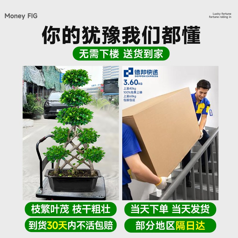金钱榕客厅大g盆栽室内大型绿植摇钱树发财树落地榕树植物四季常