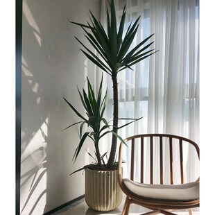 造型荷兰铁太空铁黑珍珠龙血树大型绿植J室内盆栽客厅办公室植物