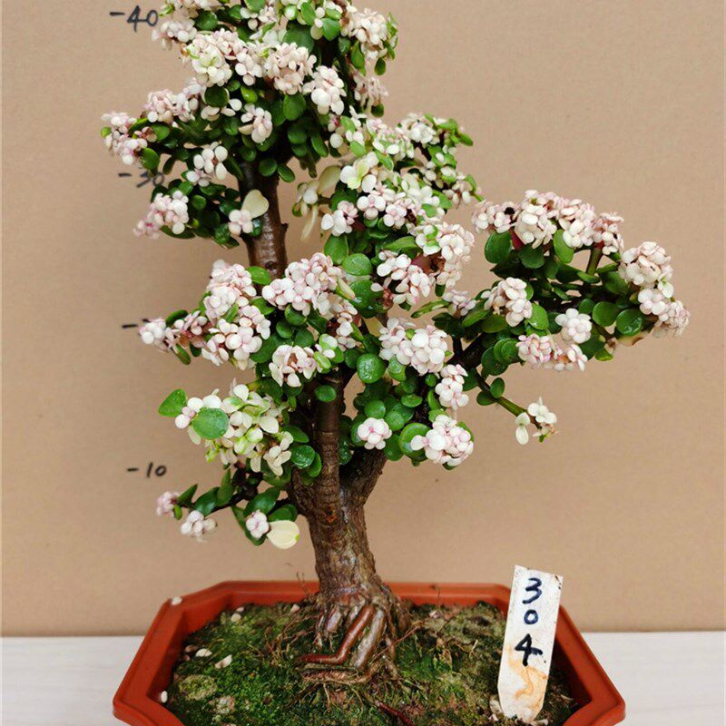 老桩金枝玉叶盆栽 绿植花卉多肉盆景G马齿苋树客厅阳台观叶四季青,鲜花速递/花卉仿真/绿植园艺,多肉植物,淘宝优惠券,粉丝福利购,淘宝优惠卷