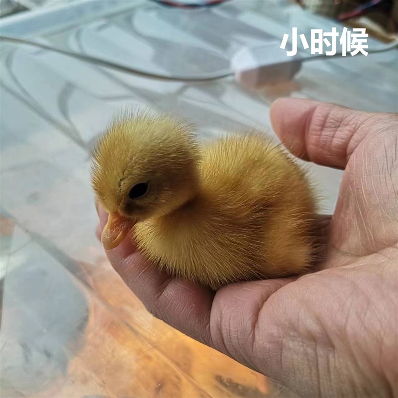 可孵化鸡蛋鸭蛋芦丁鸡种蛋小鸡柯尔鸭小I黄鸭受精种蛋全自动孵化图片