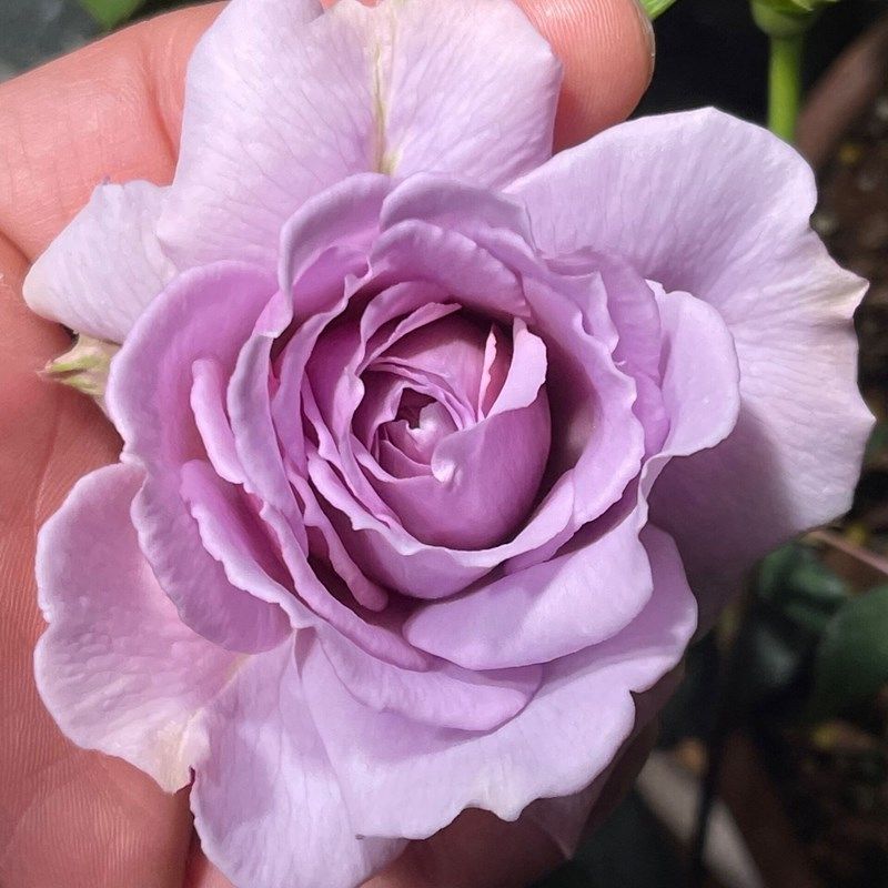 超新品古董怀表可灌可藤多变色强香玫瑰月季四季T开花盆栽庭院花,鲜花速递/花卉仿真/绿植园艺,月季/蔷薇/玫瑰,淘宝优惠券,粉丝福利购,淘宝优惠卷