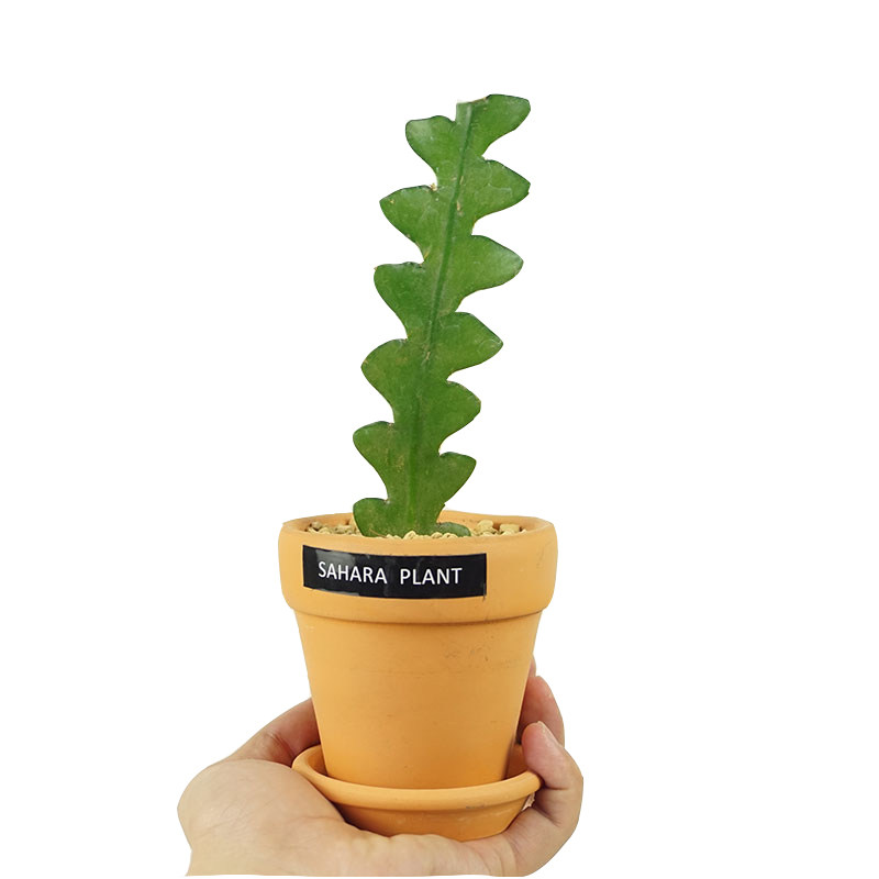 稀有植物绿植鱼之骨仙人掌w奇特桌面植物室内盆栽鱼骨仙人掌盆栽,鲜花速递/花卉仿真/绿植园艺,多肉植物,淘宝优惠券,粉丝福利购,淘宝优惠卷