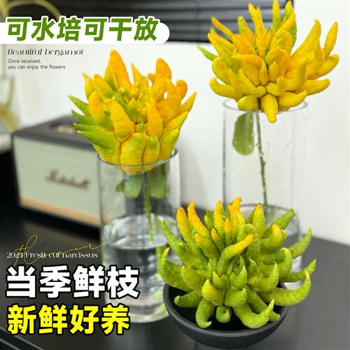 水培植物佛手柑室内水养绿植鲜切带枝新鲜L水果佛手瓜闻香观赏盆