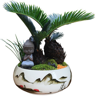 苔藓石山铁树盆栽室内植物好养易活客厅玄关大型T绿植开业苏铁盆