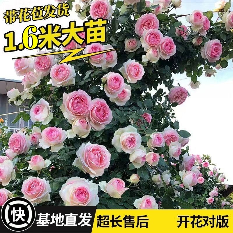 【1米5大苗】蔷薇花苗r藤本月季特大花爬藤植物四季开花卉盆栽玫