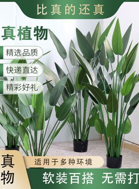 仿真绿植散尾葵旅人蕉美人蕉龟背树室G内仿真树落地假树假植物造
