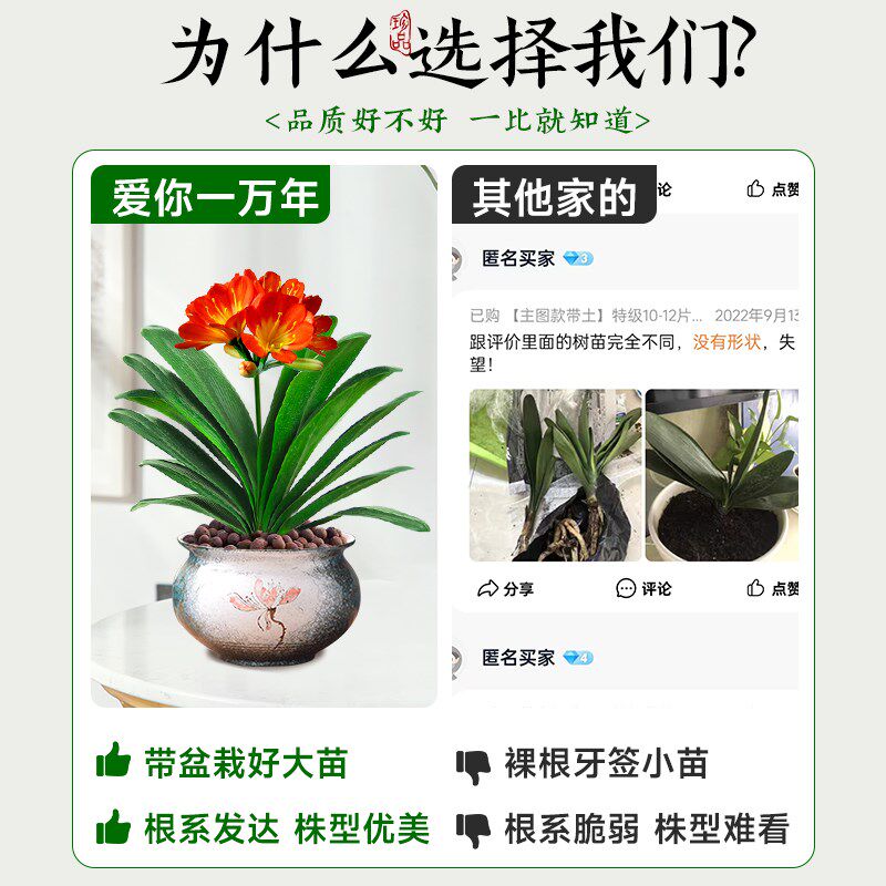 君子兰盆室内桌面红色君子兰花客厅花卉绿植四季易活好养植物盆景