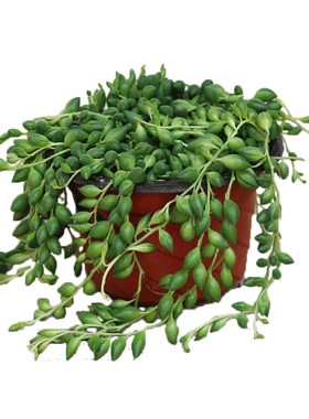 多肉植物珍珠吊兰盆栽室内花卉佛珠吊兰情人泪吊兰盆桂之苑 56191