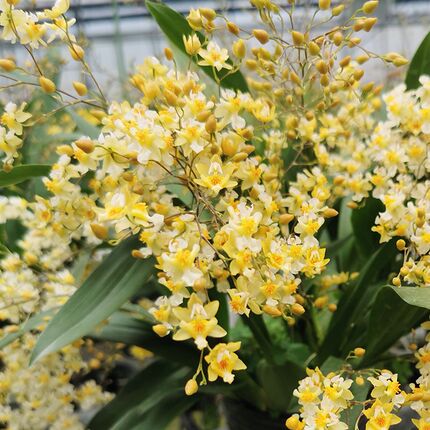 花彩文心兰带花剑盆栽苗有香味阳台窗边室内桌面花卉梦香兰花期长