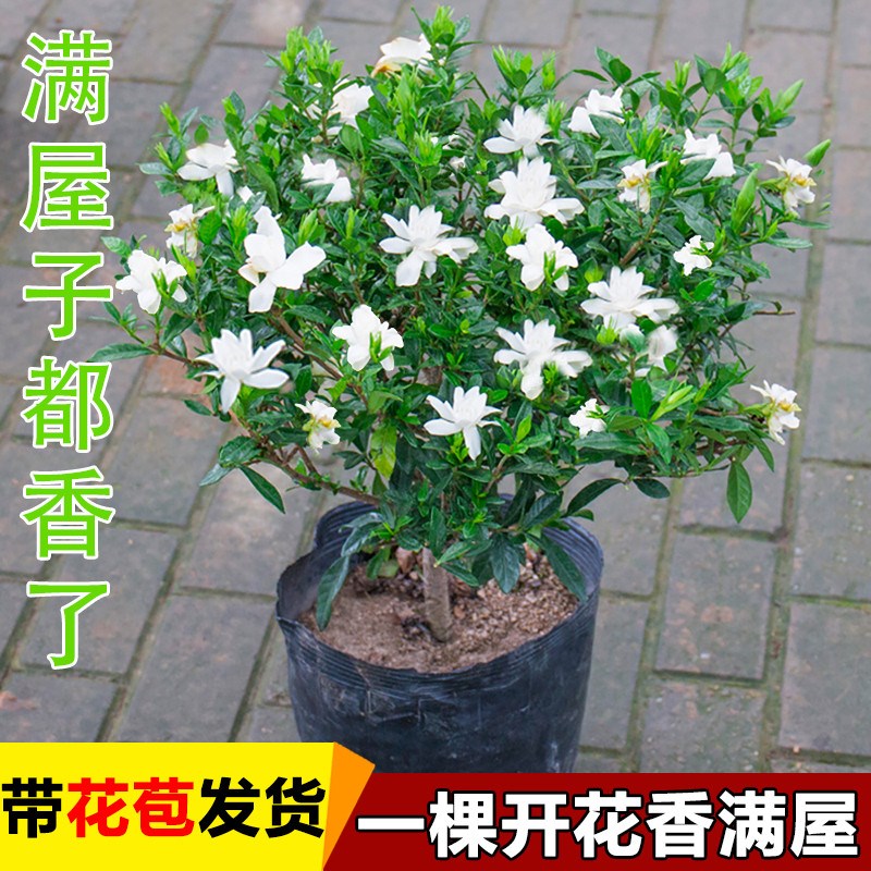 独杆小叶栀子花盆栽大棵树苗四季带花苞室内阳台花卉室外庭院植物