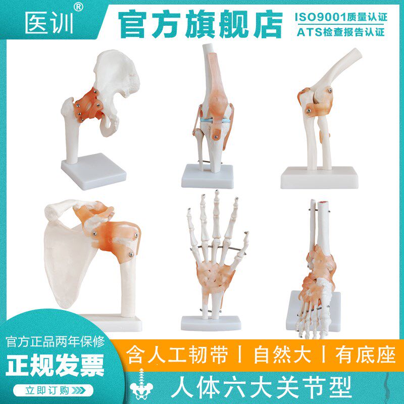 医训六大关节模型人体膝关节功能模型肩关节肘关节手关节脚关节髋