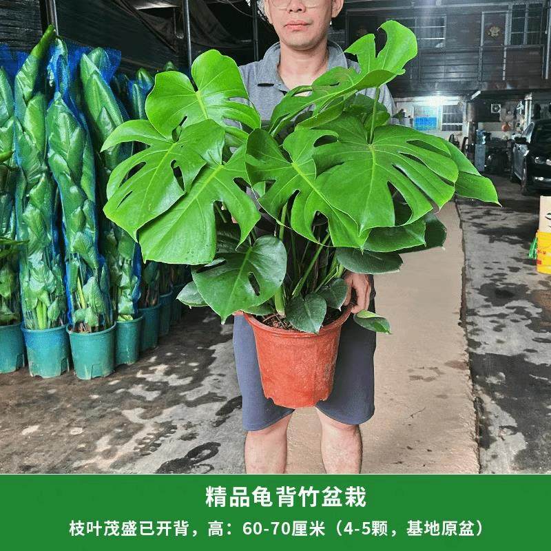 龟背竹盆栽客厅观叶大绿植办公室内四季常青好养净化空气大型植物