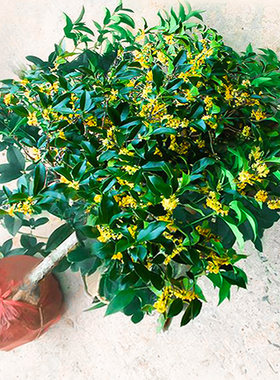 桂花树苗四季大型卉八月庭