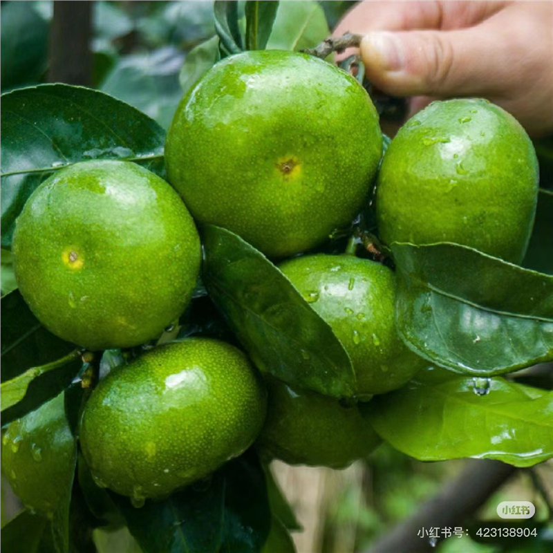 早熟蜜桔苗宫川温州橘无籽