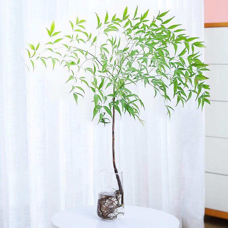 水培植物南天竹竺带根卧客厅净化空气植花卉室吊钟盆栽马醉木绿植