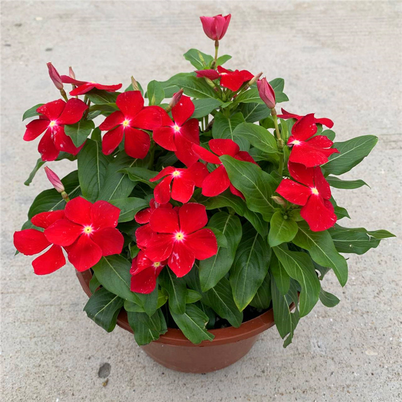 长春花日日春开花不断易种易活室内阳台盆栽庭院植物带花发货包邮