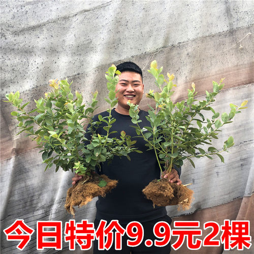 蓝莓树果苗南方北种植特大