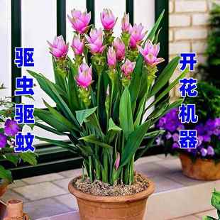 超长花期四季开花姜荷花种球盆栽花种子球根植物花卉绿植盆栽耐热