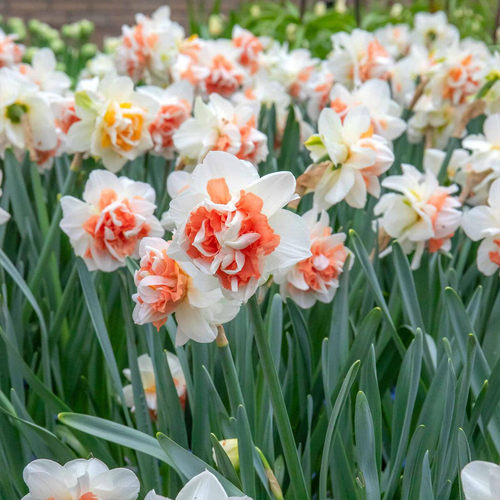 进口重瓣洋水仙种球四季植