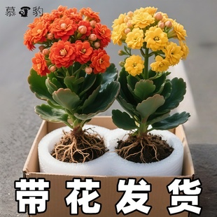 长寿花盆栽带花苞金狐狸四季 开大花易活好养室内绿植花卉多肉植物