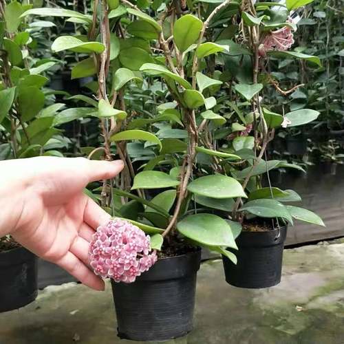 球兰盆栽带花大苗形卉包邮