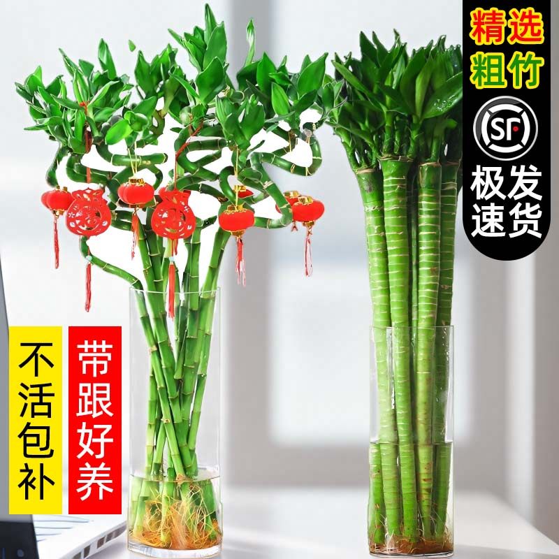 水培植物转运竹室内客厅富贵竹龙竹观音竹办公室桌面四季盆栽绿植,文具电教/文化用品/商务用品,活页胶圈,淘宝优惠券,粉丝福利购,淘宝优惠卷