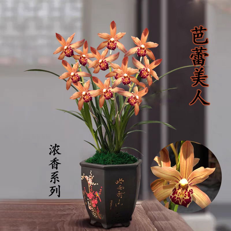 兰花苗【芭蕾美人】浓香型
