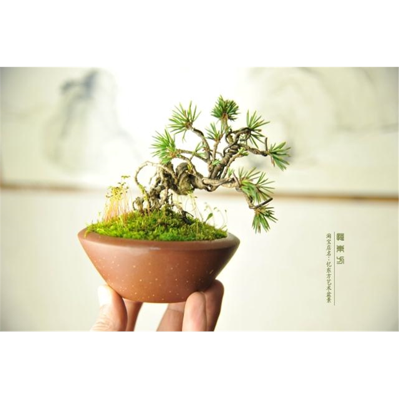 实拍 日本小品瑞祥五针松盆景 日本进口提根瑞祥五针松小品盆景