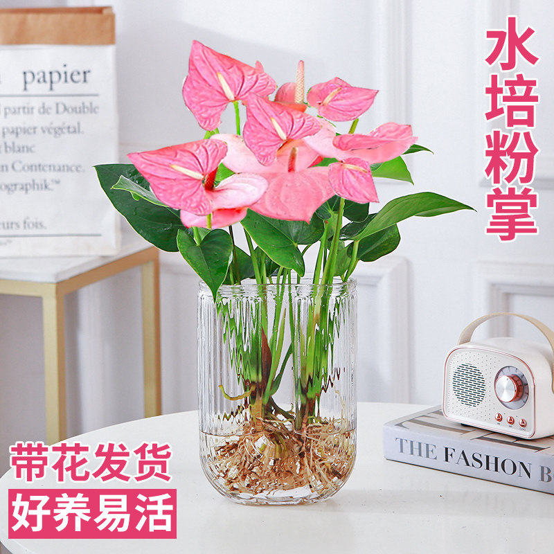 粉掌盆栽水培植物室内好养绿植水养花卉四季常青红掌鲜花一帆风顺