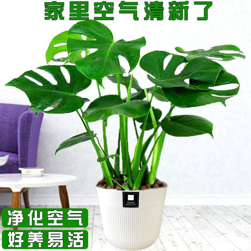 龟背竹盆栽室内办公室绿植土水培植物四季常青耐阴花卉夏季植物