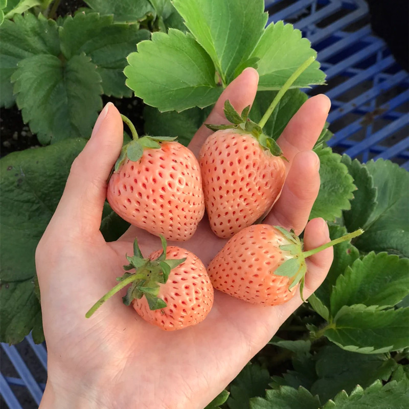 淡雪草莓苗橙色新品种脱