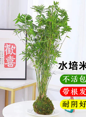 水培米竹室内花卉盆栽南天