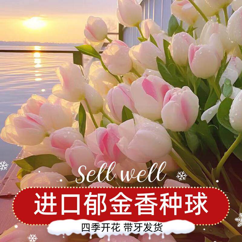 进口荷兰重瓣郁金香种球盆栽花种水培大四季开花土养阳台花卉种子