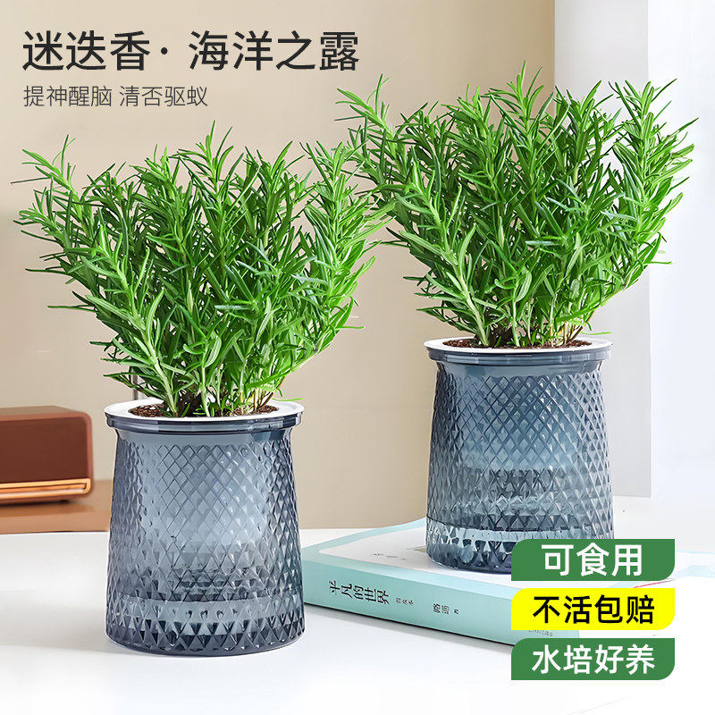迷迭香苗盆栽可食用驱蚊植物香草薄荷苗水培花卉绿植物室内煎牛排
