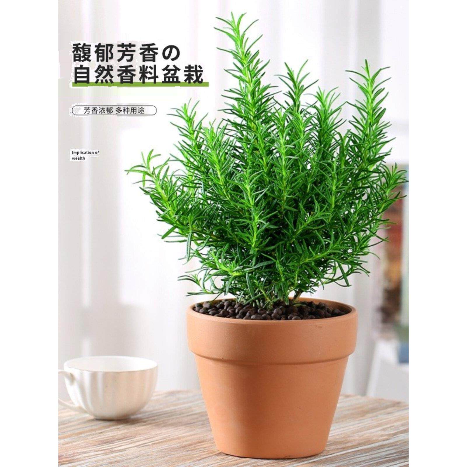 迷迭香苗盆栽可食用驱蚊植物香草薄荷苗绿植物室内煎牛排水培花卉