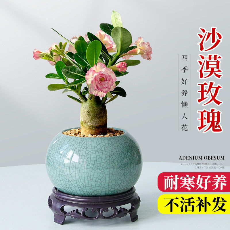 沙漠玫瑰多肉植物室内绿植盆景四季花卉老桩小好养活盆栽办公桌面