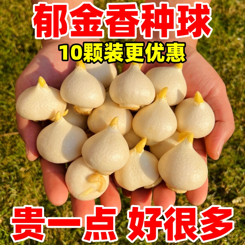 进口精品郁金香大种球可水