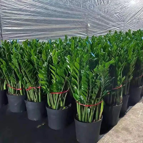 金钱树盆栽植物室内客厅大