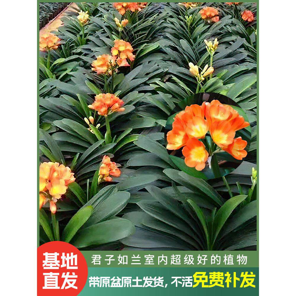 四季君子兰盆栽带花苞大苗花卉植物室内易活绿植水培好养多肉大全