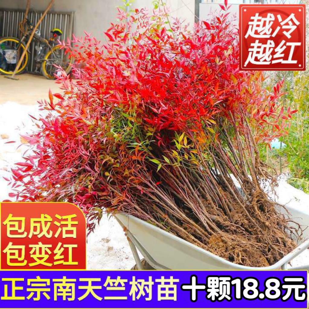 火焰南天竹盆栽树苗水培室