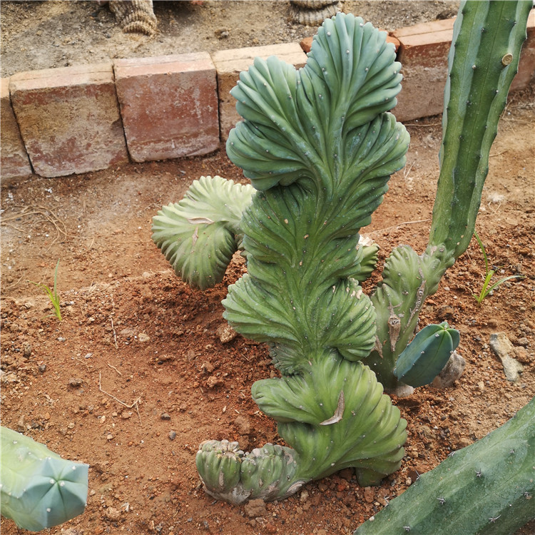 龙神木缀化植物 多肉植物 蓝色仙人柱 美观盆栽花卉绿植