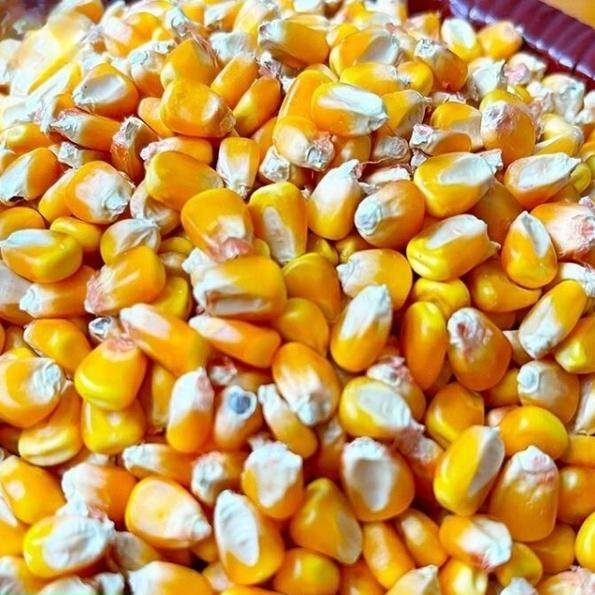 山东普通农家老玉米干玉米粒杂粮酿酒磨面钓鱼打窝喂鸡鸭鹅鸽子鸟,粮油调味/速食/干货/烘焙,玉米,淘宝优惠券,粉丝福利购,淘宝优惠卷