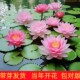 睡莲水培植物耐寒盆栽水生花卉庭院池塘特大荷花四季 带花苞 开
