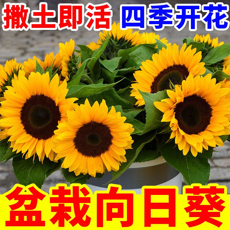 彩色向日葵种子孑多头四季种开花玩具熊种子庭院室外观赏矮葵花籽